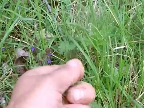 how to plant wild ivy