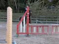 4 yrs 14 hh Bay Welsh Sec D Stockport