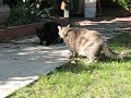Heidi vs Invader