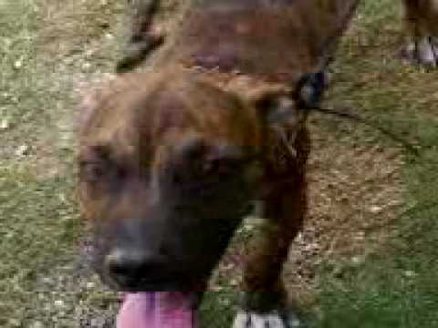 pit bull mexicano