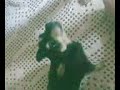 Neguinha uivando.3GP