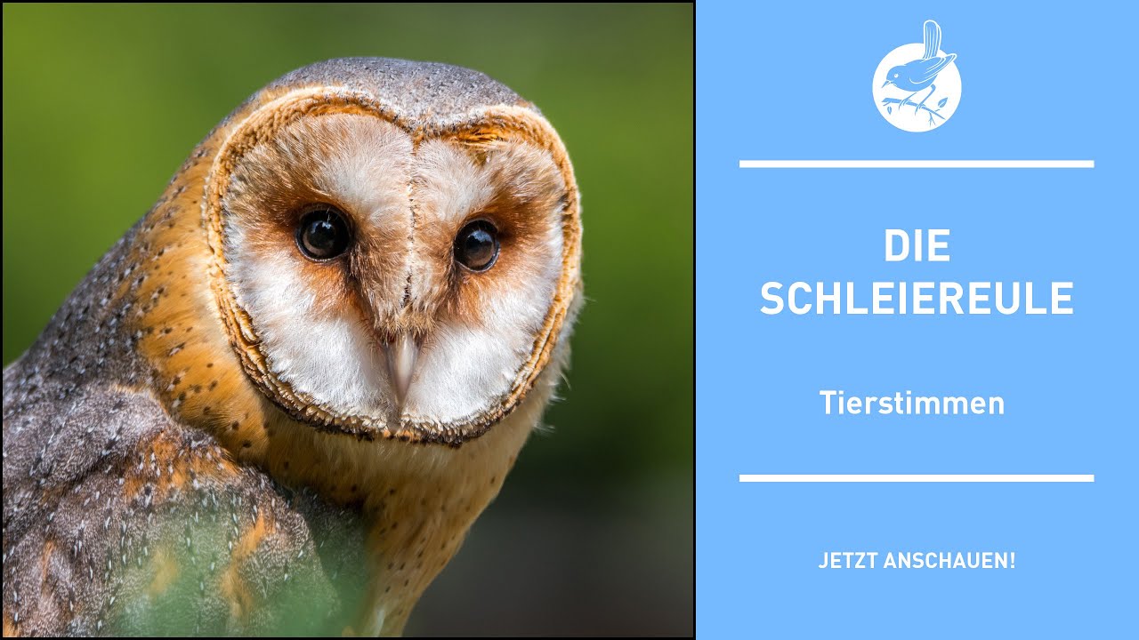 Vogelstimmen: Die Schleiereule - Barn owl - Tyto alba (4k)