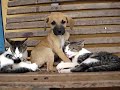 Cat vs Dog Fight Gato vs Cachorro Fighting