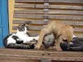 Cat vs Dog Fight Gato vs Cachorro Fighting Cat vs Dog Fight Gato vs Cachorro Fighting