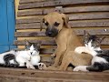 Cat vs Dog Fight Gato vs Cachorro Fighting