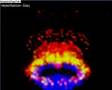 infected mushroom - extacy