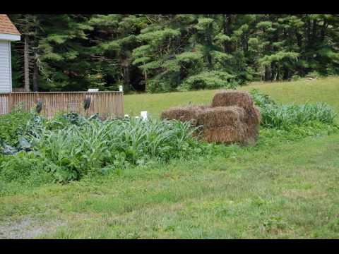 kvertrees - For our 2009 garden we planted Lenape corn, native to our region, dances with the wind as it blows through the valley.