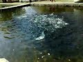 Ethno complex Andreev han Bulgaria [feeding the fishes in the breeding-pond] www.andreevhan.com