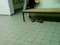 Roller crash in der Kabine