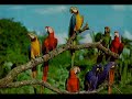 Capturas de loros