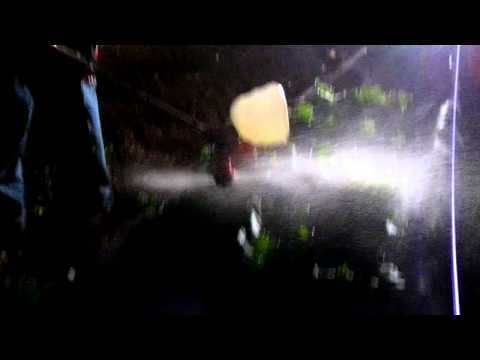 how to isolate xanthomonas