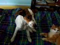 chien-fontaine-terrible.html