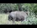 Rhinos