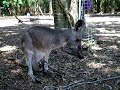 kangaroo in australia