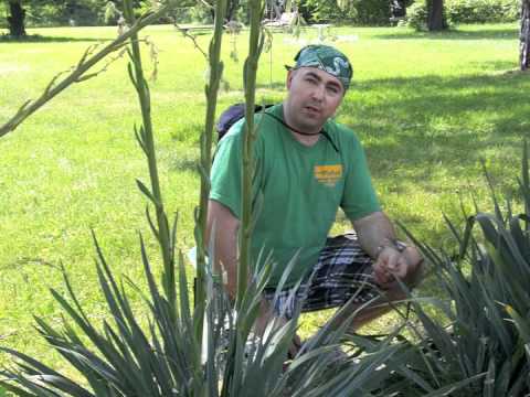 how to transplant yucca tree