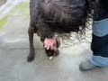 Truski, el perro más senso de Aguilar xD Truski, el perro más senso de Aguilar xD