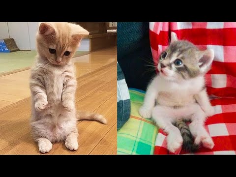 Baby Cats - Cute and Funny