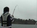 SharkBait Hoo Ha Ha