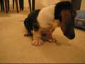 Basset Hound video