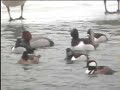 Redhead, Hooded Merganser, Ring-necked Ducks
