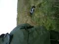 videos de tir lapin