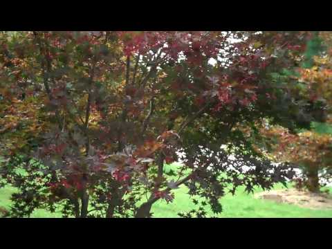 how to fertilize japanese maple trees