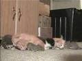 cat adopts squirrels