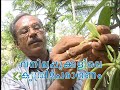 Pollination in Vanilla