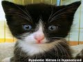 Very Funny Cats 37
