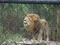 Amazing lion goes Crazy at the Naples Zoo! Amazing lion goes Crazy at the Naples Zoo!