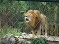 Amazing-lion-goes-Cr