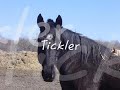 dont slaughter horses