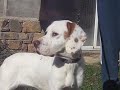 PucaVideo.wmv