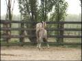 videos de Grand Veezer Partnership Colt 2007