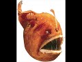 Deep Sea Creatures Deep Sea Creatures