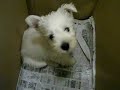Westie Puppy Week 8 box 1