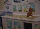 Animal Hospital