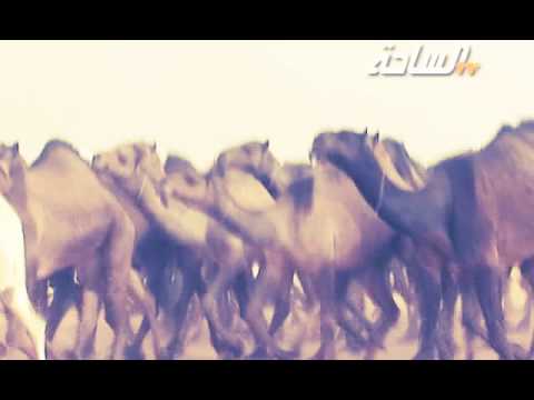#منقيات1436 | شيخات الطنايا| مسيرة منقية / صالح بن علي بن فهد الشمري