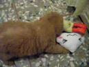 dog2