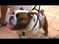 French Bull Dog Party
