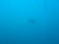 アオウミガメｉｎ神津島