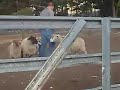Australian Shepherd Herding - First Trial & First Training