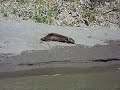 Rogue river jetboat otter