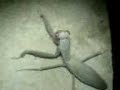 ipodrom mantis