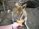 kangourous feeding