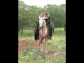 الفنان عصام عمر  دبكة مع  سحجة  2012