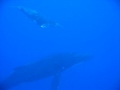 TUBUAI sept 2009 nage avec les baleines 3