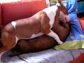 PITBULL & BULL-TERRIER: Nuba y Ner�n II