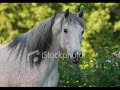 The Arabian Horse