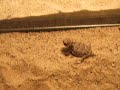 Hatchling Regal Horned Lizard Eats First Ants